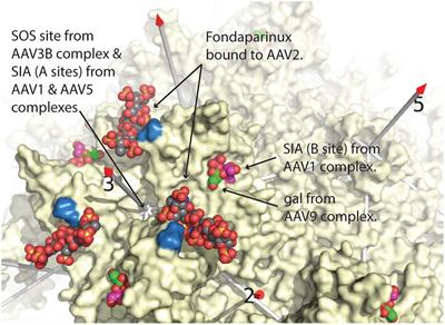 Adeno-associated virus receptor complexes and implications for adeno-associated virus immune neutralization
